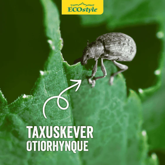 Aaltjes tegen larven taxuskever - Image 3