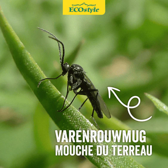Aaltjes tegen rouwvliegjes (varenrouwmug) - Image 3