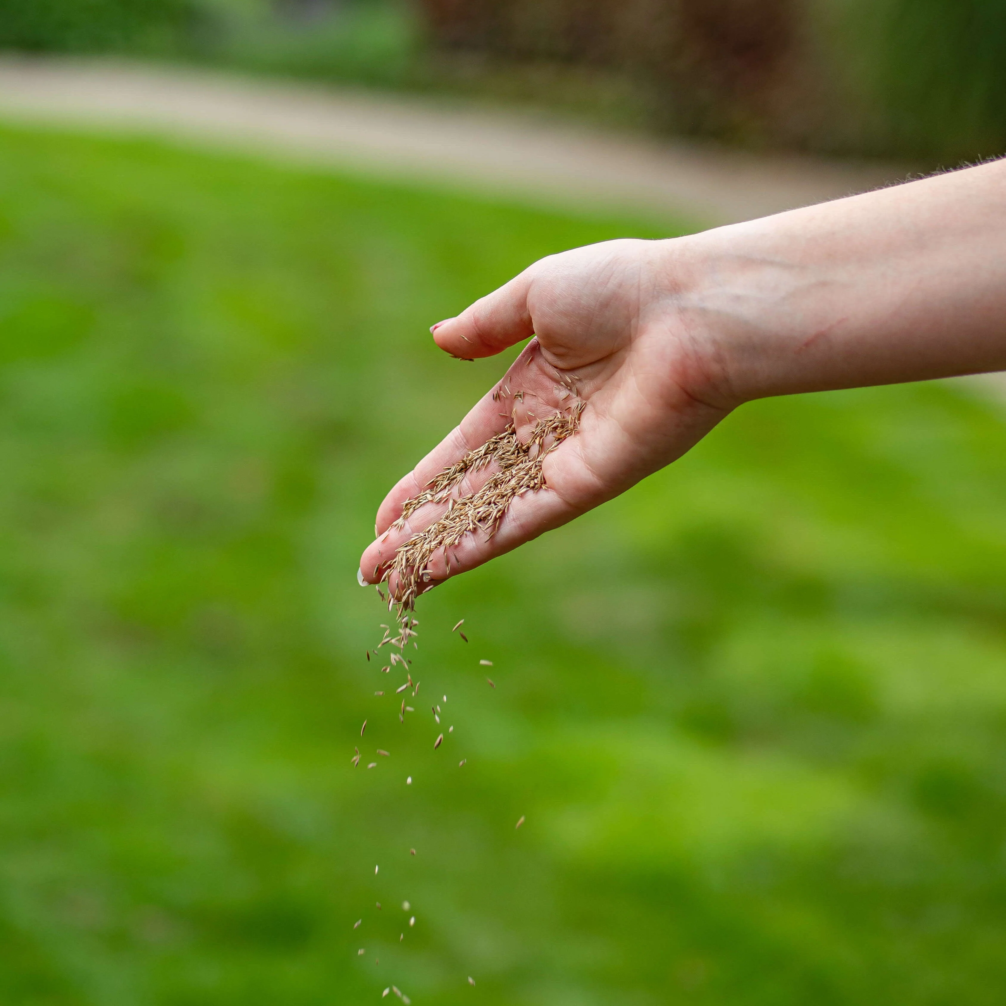 Graszaad Inzaai - Image 3