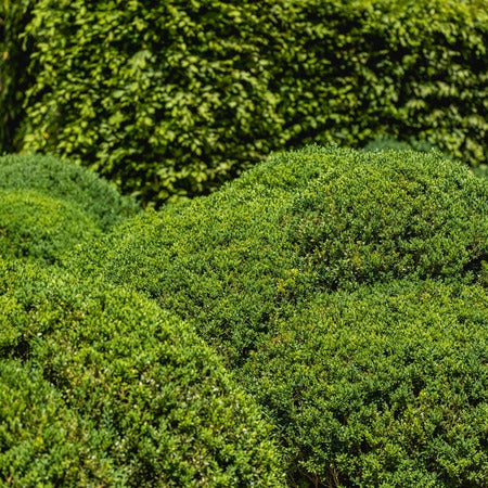 Groene planten-AZ+ - Image 4