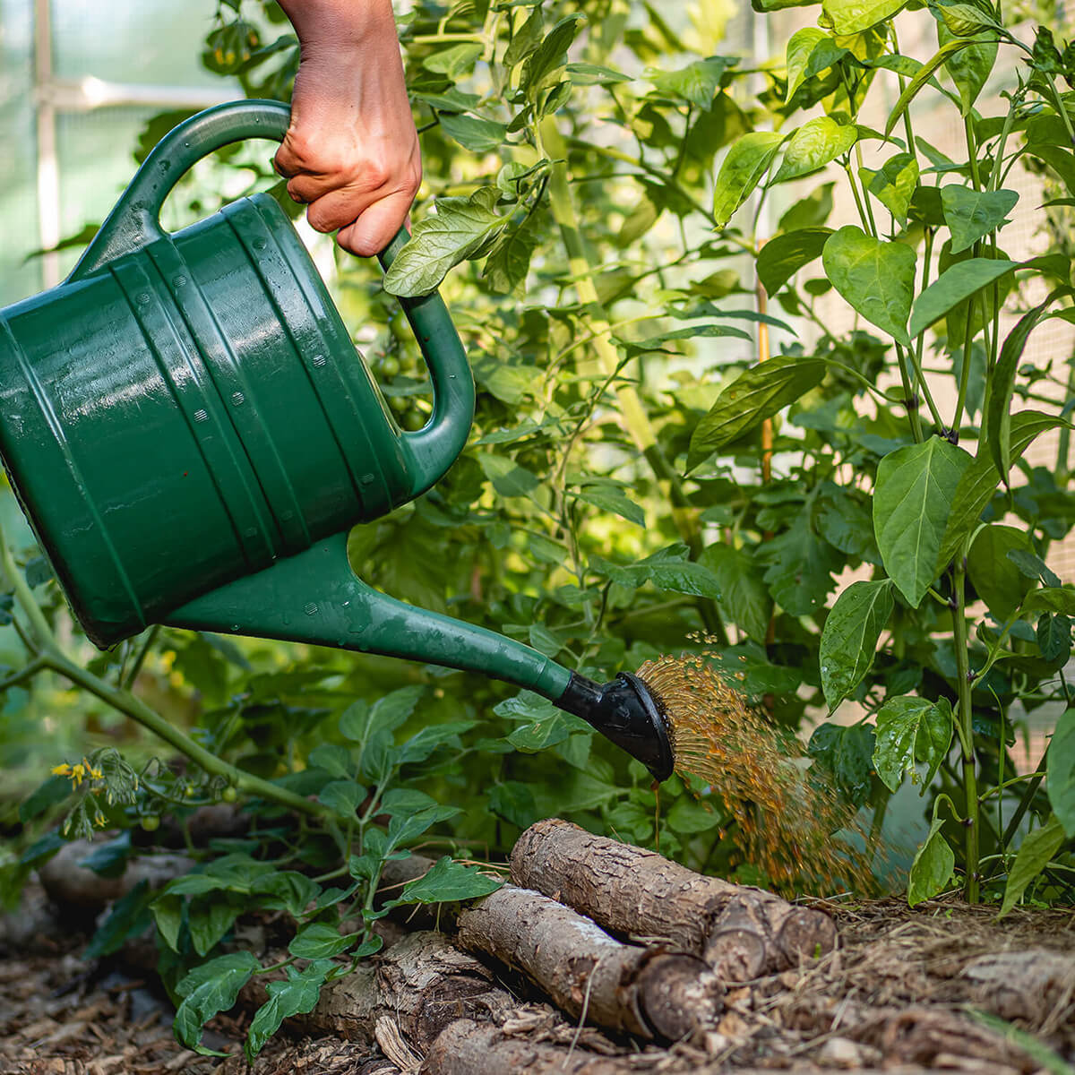 MoestuinVoeding - Image 3