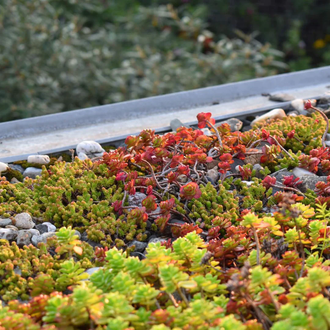 Sedum & Groene daken-AZ+ - Image 4